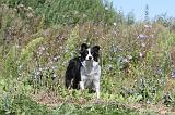 BORDER COLLIE 324